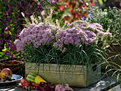 Tin box with stonecrop and grasses