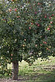 Resistant apple variety 'Evelina' (Malus)
