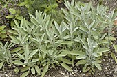 Sage (Salvia officinalis) in the bed