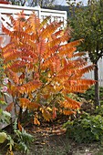 Rhus typhina (vinegar tree) in bright autumn colour