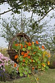 Self-made wicker basket planted with Tropaeolum (nasturtium)