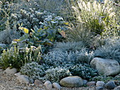 White-silver bed with perennials and grasses in hoarfrost