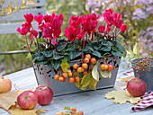 Cyclamen persicum Halios 'Scarlet Red' (Alpenveilchen) in Metallkasten