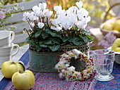 Cyclamen persicum Halios 'Dhiva White' (Cyclamen) in metal jardiniere