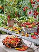 Freshly harvested hot peppers and chili