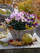 Korb mit Cyclamen (Alpenveilchen), Viola cornuta Callisto (Hornveilchen)