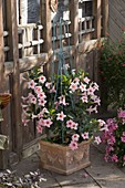 Mandevilla Sundaville 'Cream Pink' (Dipladenie)