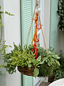 Hanging basket with lemon thyme (Thymus citriodorus), borage (Borago)