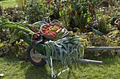 Wheelbarrow with freshly harvested vegetables