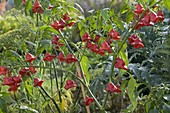 Bell chilli 'Bishop's Crown' (Capsicum)