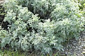 Artemisia absinthium 'Lambrook Silver' (rue) in a border