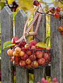 Kleiner Drahtkorb voller Zieräpfel (Malus) mit Schleifenband an Zaun gehängt