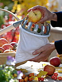 Frauen bei der Apfelernte