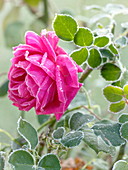 Rosa 'Chartreuse de Parme', fragrant rose (breeder Delbard), repeat flowering