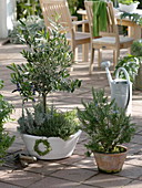 Olivenbäumchen mit Kräutern unterpflanzt