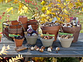 Still life with flower bulbs that have to be planted in autumn