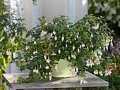 Fuchsia 'Flying Cloud' (hanging fuchsia) with white, double flowers