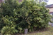 Pseudosasa japonica (Japan-Bambus), zusammengewachsen mit Taxus