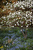 Cornus nuttallii (Nuttalls Blüten-Hartriegel) unterpflanzt mit Brunnera macrophylla (Kaukasus-Vergißmeinnicht)