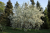 Prunus mahaleb (Weichsel-Kirsche)