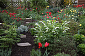 Frühlingsgarten: Dicentra spectabilis 'Alba' (Weißes Tränendes Herz), Tulipa (Tulpen), frisch ausgetriebene Stauden, Trittsteine im Rindenmulch