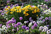 Frühlingsbeet : Narcissus cyclamineus 'Itzim' (Narzissen), Primula denticulata (Kugelprimeln)