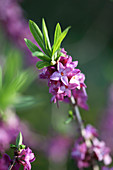 Daphne mezereum (Seidelbast)