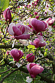 Magnolia soulangeana 'Lennei' (Tulpen-Magnolie)