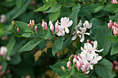 Lonicera tatarica (Tataren-Heckenkirsche)