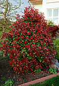 Photinia x fraseri 'Red Robin' (Glanzmispel) im Beet