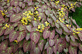 Epimedium x perralchicum 'Frohnleiten' (Elfenblume)