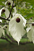 Davidia involucrata (Taschentuchbaum, Taubenbaum)