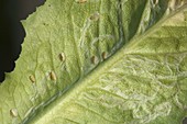 Frasgänge und Maden von Miniermotte in Salatblatt