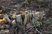 Alte verholzte Sträucher zurückschneiden um sie zu verjüngen
