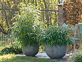 Pseudosasa japonica (Japan - Bambus) in gauen Kübeln