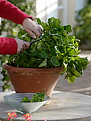 Leafy vegetables 'Tatsoi' (Brassica chinensis) in terracotta bowl