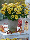 Chrysanthemum (Herbstchrysantheme) im grauen Zementtopf