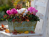 Cyclamen (cyclamen) in metal box decorated with branches of holly