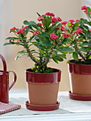 Euphorbia millii 'Ruby' (Christthorn) in pot with saucer