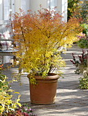 Spiraea thunbergii (spring spirea, grass spirea) in autumn colours