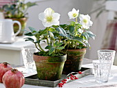 Helleborus niger 'Christmas Star Princess' (Christmas roses) in clay pots