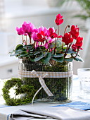 Cyclamen persicum (cyclamen) with moss in glass jar