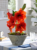 Hippeastrum 'Royal Red' (amaryllis)