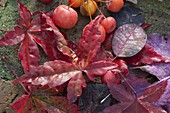 Herbstlaub von Acer palmatum (Fächerahorn) und Cotinus (Perückenstrauch)