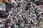 Heuchera (purple bells) in hoarfrost