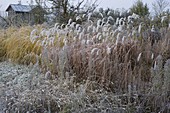 Miscanthus (Chinaschilf), Spartina Michauxiana 'Aureomarginata'