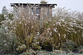Miscanthus (Chinese reed) in front of garden house, Aster (autumn asters)