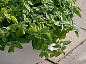 Origanum vulgare (Oregano) in weißer Schale