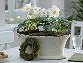 Helleborus 'Christmas Star Princess' (Christmas roses) in ceramic jardiniere