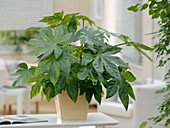 Fatsia japonica (indoor aralia, Japanese aralia)